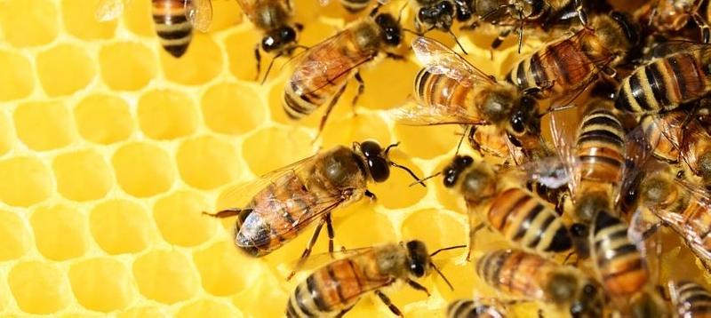 Avanza con éxito el programa Abejas con la Conservación en Zipaquirá